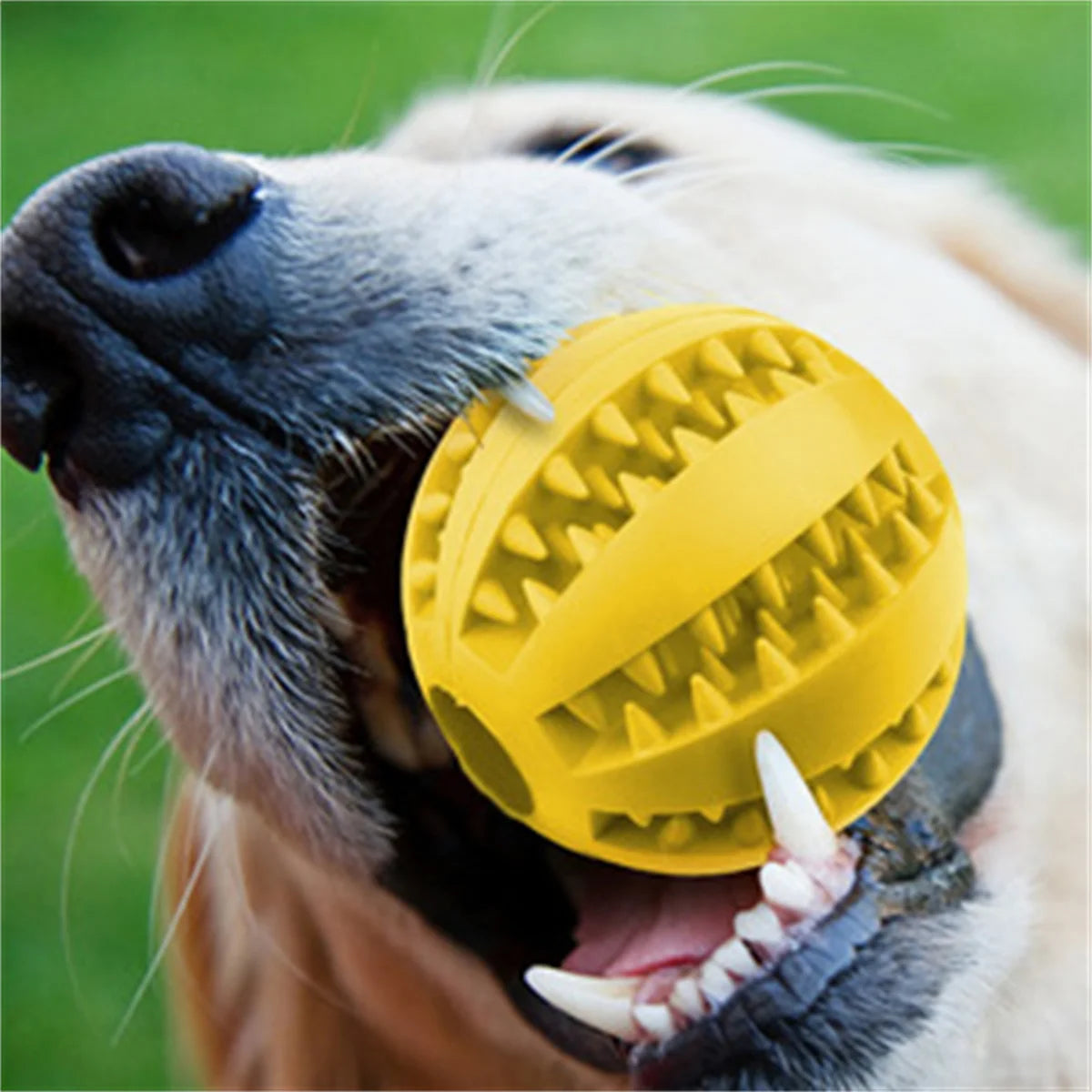 Kauspielzeug für Hunde – Zahnreinigungsspielball aus Naturkautschuk