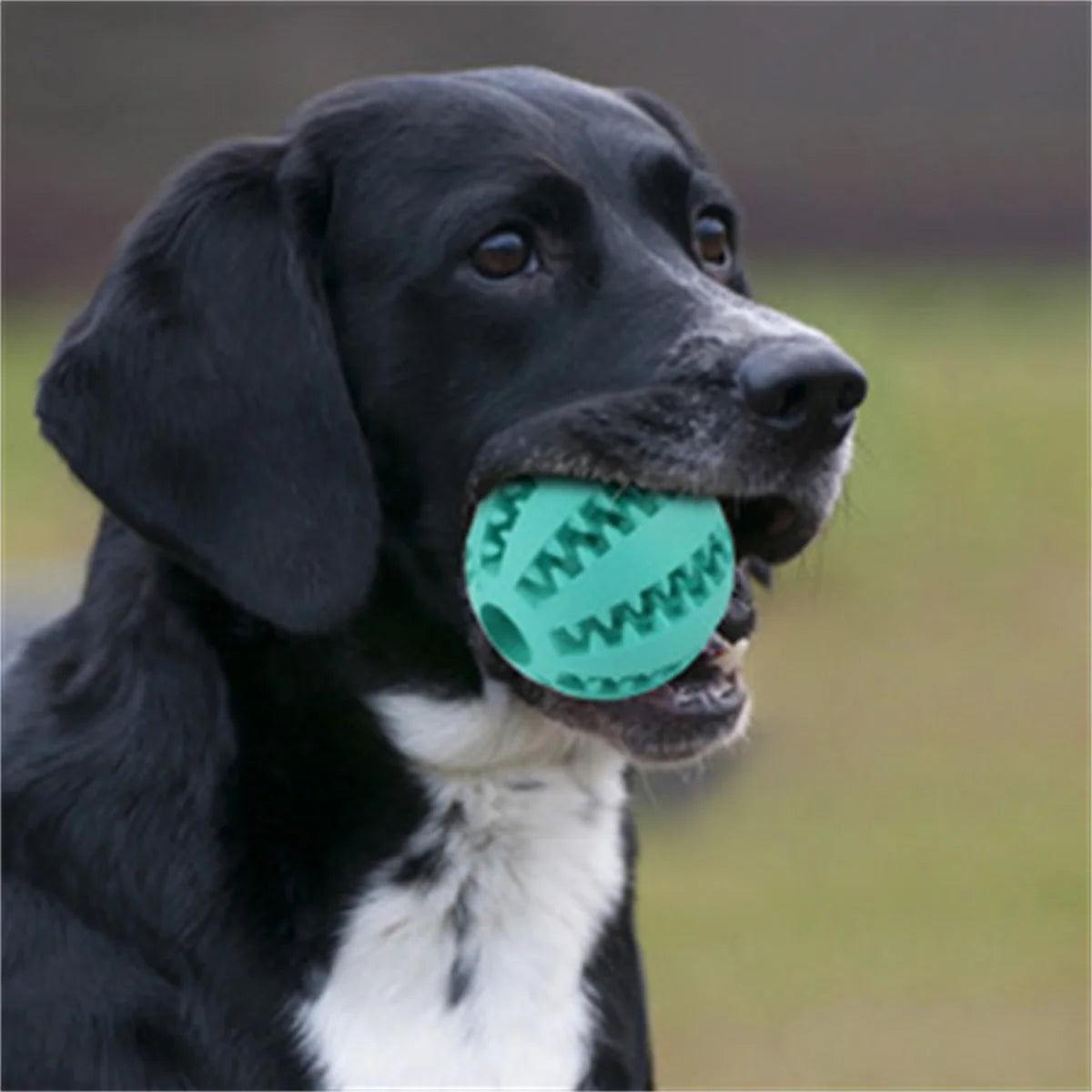 Kauspielzeug für Hunde – Zahnreinigungsspielball aus Naturkautschuk